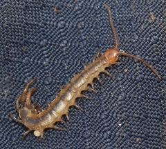 Lithobius pyrenaicus