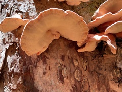Laetiporus montanus