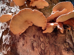 Laetiporus montanus