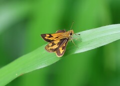 Taractrocera archias