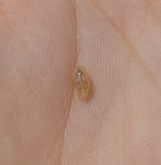 Cymothoida