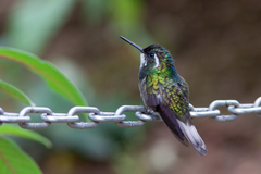 Lampornis castaneoventris