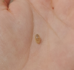 Cymothoida