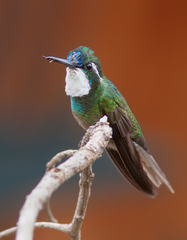 Lampornis castaneoventris
