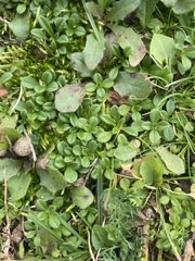 Cerastium holosteoides