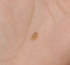 Cymothoida
