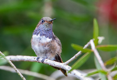 Selasphorus flammula