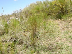 Baccharis spartioides