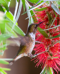 Selasphorus scintilla