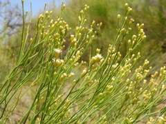 Baccharis spartioides