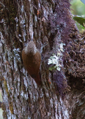 Lepidocolaptes affinis