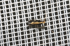 Monopis obviella