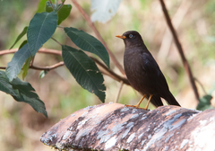 Turdus nigrescens