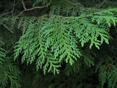 Chamaecyparis pisifera