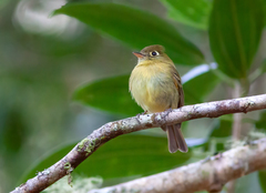 Empidonax flavescens