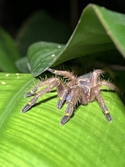 Ephebopus cyanognathus