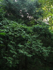 Chamaecyparis pisifera