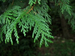 Chamaecyparis pisifera
