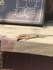 Trachylepis maculilabris