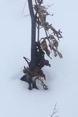 Rumex aquaticus