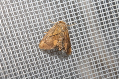 Apoda limacodes