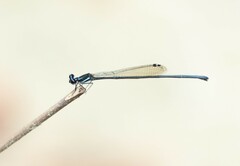 Prodasineura collaris