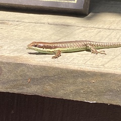 Trachylepis maculilabris