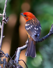 Piranga bidentata