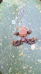 Verrucosa scapofracta