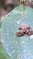 Verrucosa scapofracta