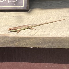 Trachylepis maculilabris