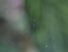 Leucauge argentina