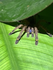 Ephebopus cyanognathus