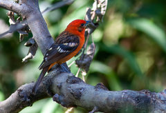 Piranga bidentata