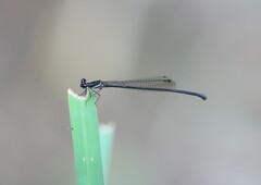 Prodasineura collaris