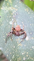 Verrucosa scapofracta