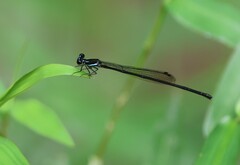 Prodasineura collaris