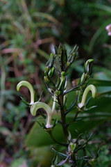 Lobelia digitalifolia