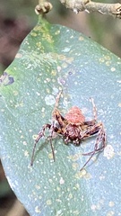 Verrucosa scapofracta