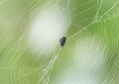 Gasteracantha mengei