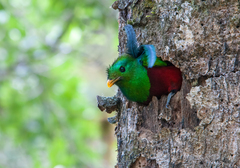 Pharomachrus mocinno