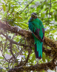 Pharomachrus mocinno