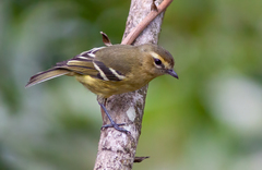 Vireo carmioli
