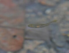 Rasbora einthovenii
