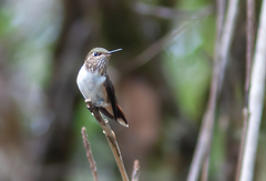 Selasphorus flammula
