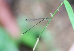 Amphicnemis gracilis