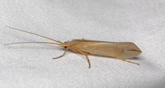 Grammotaulius nitidus
