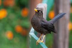 Turdus nigrescens