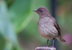 Turdus plebejus