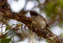 Basileuterus melanogenys